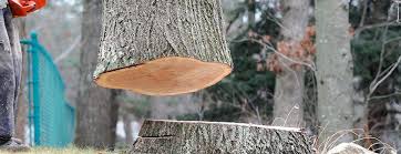 Professional Tree Services in Woodbury Heights, NJ