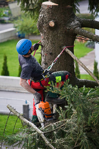 Best Storm Damage Tree Cleanup  in Woodbury Heights, NJ