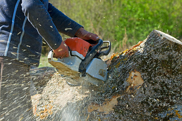 How Our Tree Care Process Works  in  Woodbury Heights, NJ